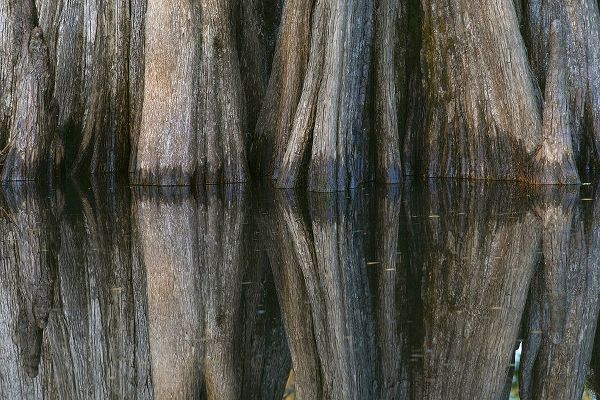 Jones, Adam 아티스트의 Pattern of cypress trees reflecting on blackwater area of St Johns River-central Florida작품입니다.